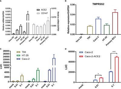 SARS-CoV-2 infection of intestinal epithelia cells sensed by RIG-I and DHX-15 evokes innate immune response and immune cross-talk